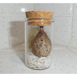 Real Yellow Garden Spider Egg Sack Oddity Jar w/ white moss curiosity witchy